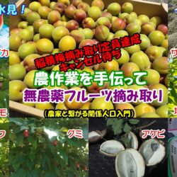 【農家と繋がる関係人口入門】フルーツ収穫の前に、やれること《6月下旬》