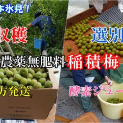 365日農村体験・大人気!稲積梅の摘み取り体験/来られよ氷見!
