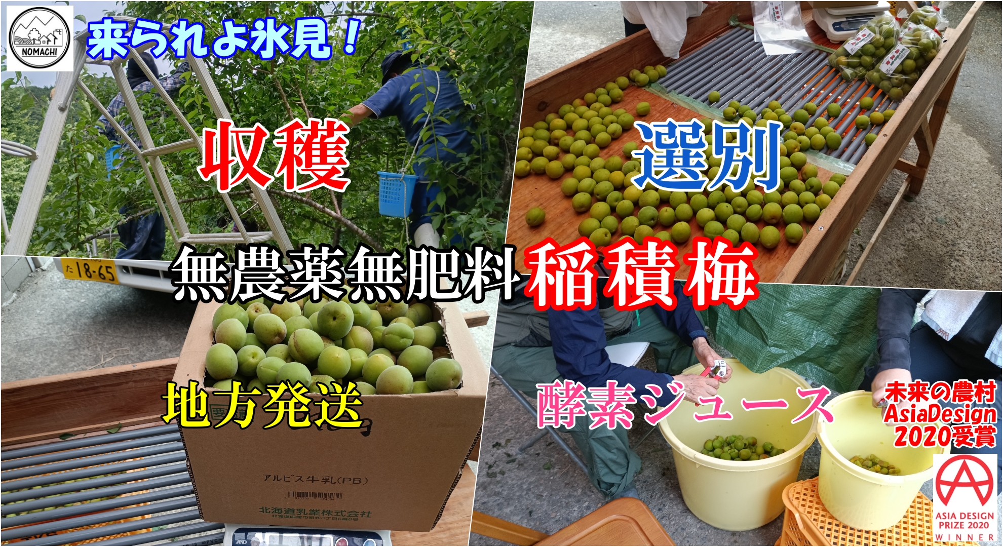 365日農村体験・大人気!稲積梅の摘み取り体験/来られよ氷見!