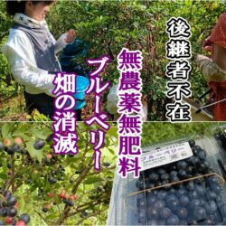 無農薬無肥料ブルーベリー狩り(夏休み親子体験)畑の消滅