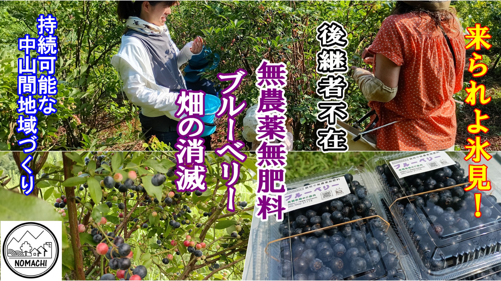 無農薬無肥料ブルーベリー狩り(夏休み親子体験)畑の消滅